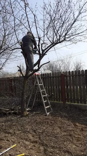 Toaletare pomi fructiferi