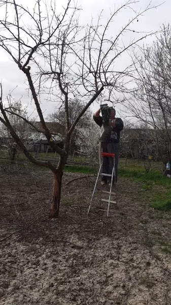 Toaletare pomi fructiferi