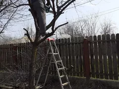 Toaletare pomi fructiferi