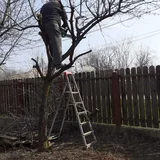 Toaletare pomi fructiferi